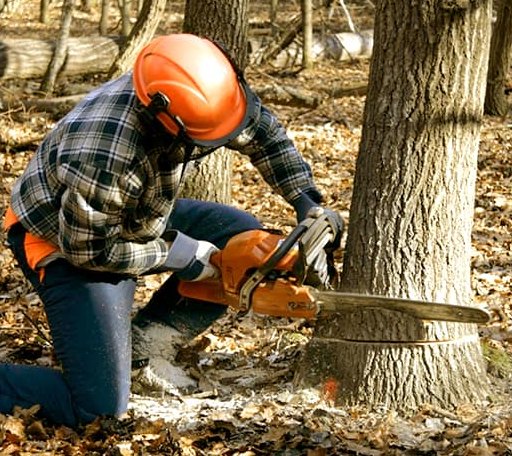 Tree Removal in Brighton, IL